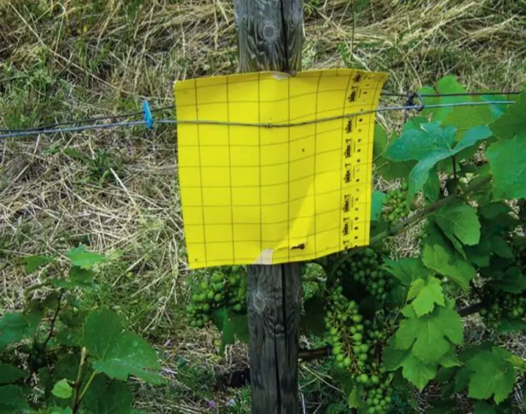 Les techniciens de la chambre d’agriculture 
du Rhône et les viticulteurs 
du Beaujolais ont installé 80 plaques jaunes 
et engluées 
pour piéger la cicadelle de la flavescence dorée.