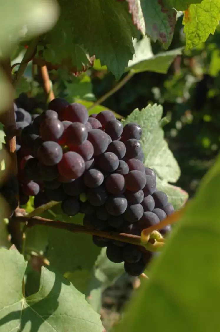 Sur pinot noir, l’Agroscope de Changins a confirmé l’intérêt de l’acide gibbérellique pour maîtriser le botrytis. Des essais sur gamay sont également menés et donnent des résultats probants.