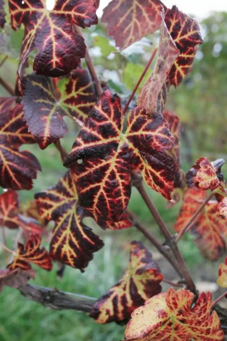 SELON L’INRA, 11 % du vignoble
serait improductif du fait
des maladies du bois.