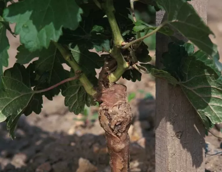 Les plants haut de gamme constitueront un moyen de lutte prophylactique supplémentaire contre les maladies du bois en Centre-Loire.