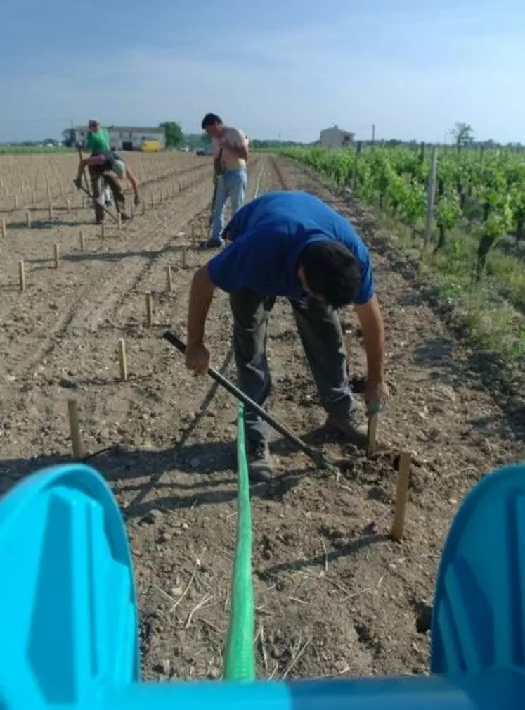 L'OCM viticole prévoit que les parcelles arrachées puissent être replantées sans autorisation particulière.