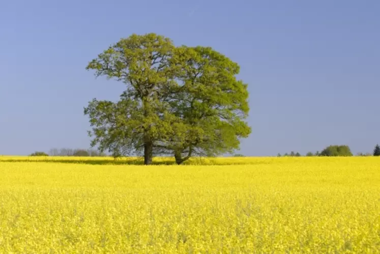 Les tanins de chêne ont le pouvoir anti-oxydant le plus important parmi les tanins oenologiques.