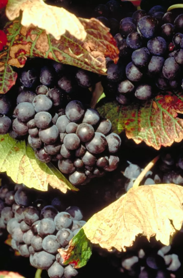La diminution des rendements et l’allongement de la maturité permet d’obtenir des vins de pinot noir plus colorés.