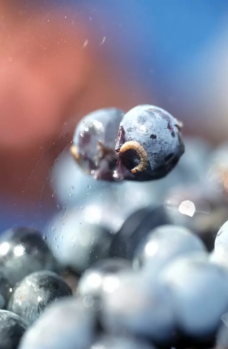 LE NOMBRE D’ŒUFS DE VERS DE LA GRAPPE peut varier de 20% entre un pinot et un grenache.