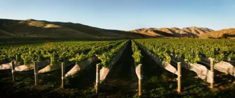 Légende : Les levures indigènes, étudiées dans un vin en fermentation du domaine Kumeu river, dérivent pour certaines d’entre elles de levures peuplant le sol, l’écorce et les fleurs aux environs du vignoble.