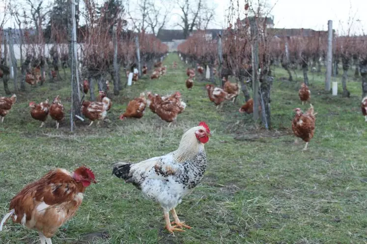 Des poules picorent joyeusement les vignes du Domaine Lamé Delisle Boucard.