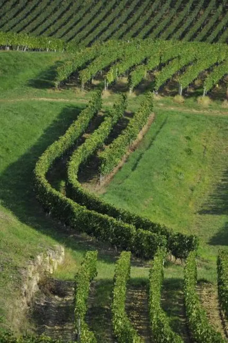 Vignes du château Tour Baladoz en Saint-Émilion grand cru.