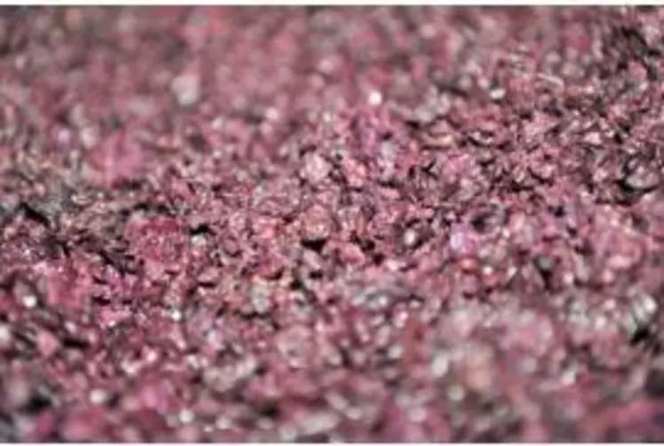 Le projet européen Valuxtract a pour objectif notamment de trouver de nouveaux composés à haute valeur ajoutés issus des sous-produits vinicoles tels que les marcs de raisin et les morceaux de bois de chêne usagés.