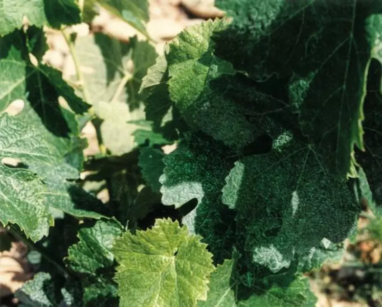 L’absorption des sucres est très rapide, mais pas leur action. On considère qu’il faut sept jours à la vigne pour modifier son métabolisme sous l’action du sucre.