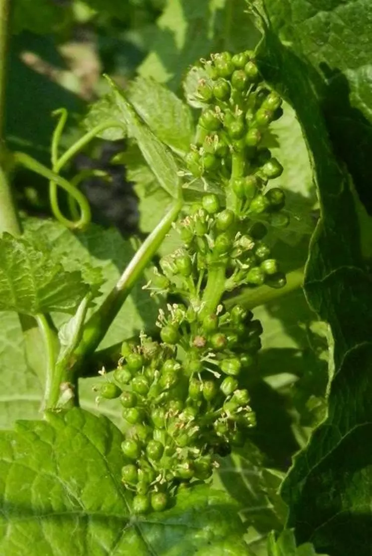 Les chiffres annoncés doivent être pris avec précaution, la floraison n'étant pas terminée dans toutes les régions.