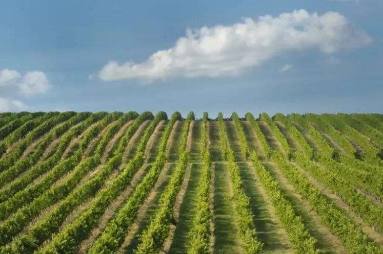 Une perte de 30 % de leur surface en dix ans, c'est ce que prévoient certaines caves.