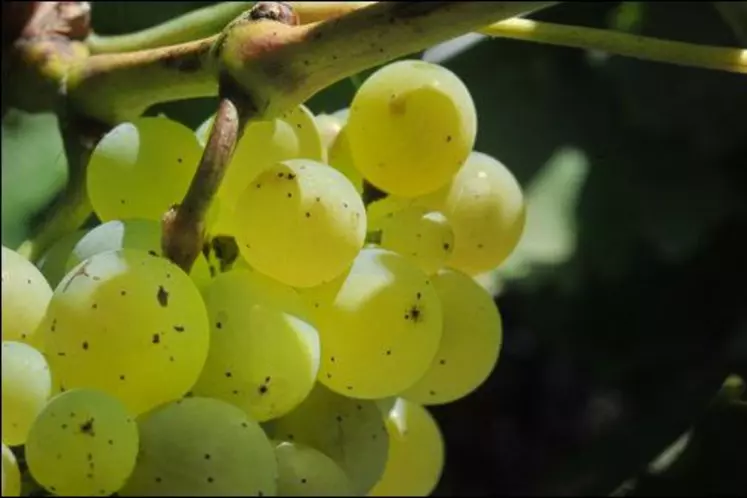 Les surfaces plantées en sauvignon ont augmenté de 17 % en sept ans.