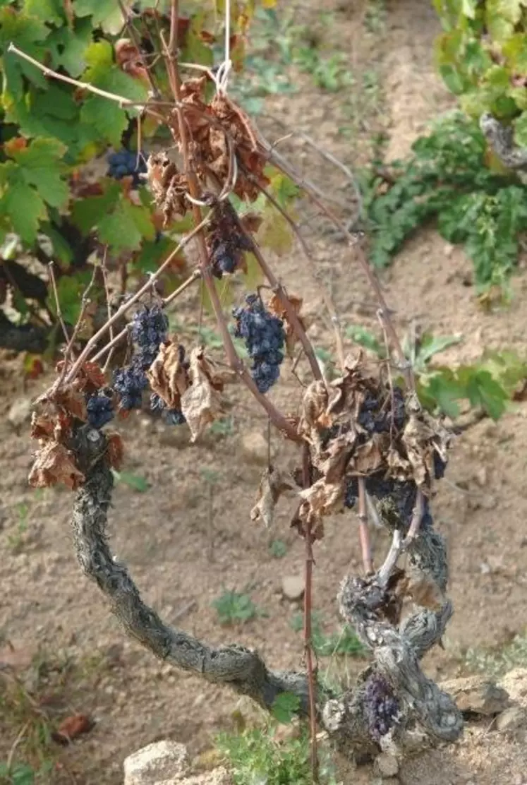Symptômes d'esca. “ Avec l’arsenite de soude, on avait un produit qui permettait d’enrayer la maladie, " remarque  Michel Baldassini, en charge des maladies du bois au sein du CNIV (Comité national des interprofessions des vins à appellation d'origine).