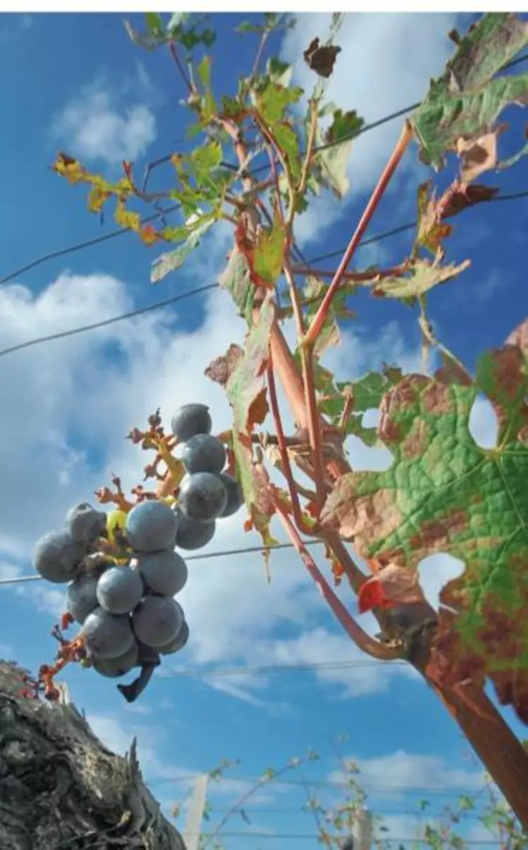 La grêle a encore frappé durement de nombreux vignobles cette année : Bourgogne, Gironde, midi…