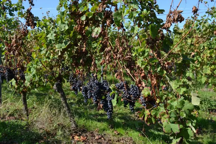 Le passerillage éclaircissage sur souche consiste à couper la branche à fruit après le premier rameau en partant du cep, environ deux à trois semaines avant la vendange. Cela permet d'enrichir la teneur en composés phénoliques et en alcool du vin.