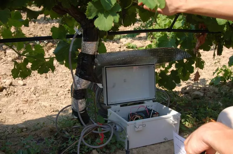 LA MESURE DU FLUX DE SÈVE
est réalisée à l’aide de capteurs directement placés sur la souche de vigne. Le suivi de l’état hydrique de la vigne peut se faire en continu.