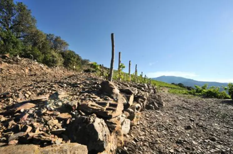 LA BAISSE DES RENDEMENTS lors d’une conversion en agriculture biologique inquiète souvent les viticulteurs. La maîtriser et la limiter est cependant possible.