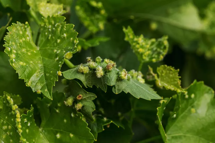 On observe une recrudescence de la forme gallicole du phylloxera sur Vitis vinifera en Europe.