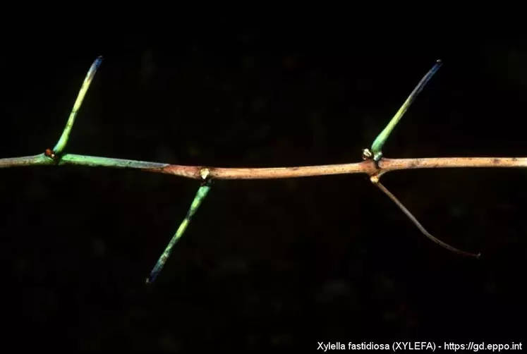 La persistance des pétioles peut donner aux sarments une allure d'arrête de poisson. © J. Clark