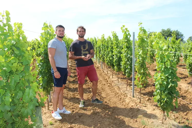 Thomas Gomes (à droite) et Guillaume Clemenceau ont commencé par travailler la syrah sur une parcelle de Maury, avant de décider de planter ce cépage sur leurs domaines respectifs situés dans le vignoble de Bordeaux. © J. Gravé