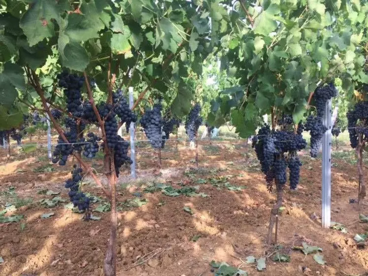 Alors que la coulure a fortement touché les merlots dans le bordelais au printemps 2019, les syrahs ont été complètement épargnés. © J. Gravé