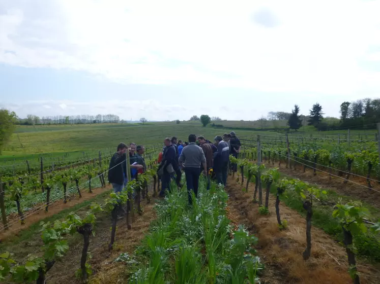 Les viticulteurs membres du réseau Agr'eau se réunissent deux à trois fois par an pour échanger sur les pratiques et étudier une thématique particulière. © Agr'eau