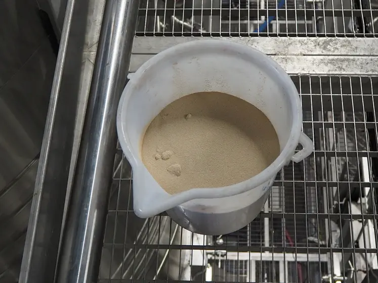 Certaines Saccharomyces comme l’ICV Okay peuvent s’ajouter non réhydratées en bioprotection des rouges à condition d’augmenter les doses à 25-30 g/100kg de vendange. © Caveau Héraclès