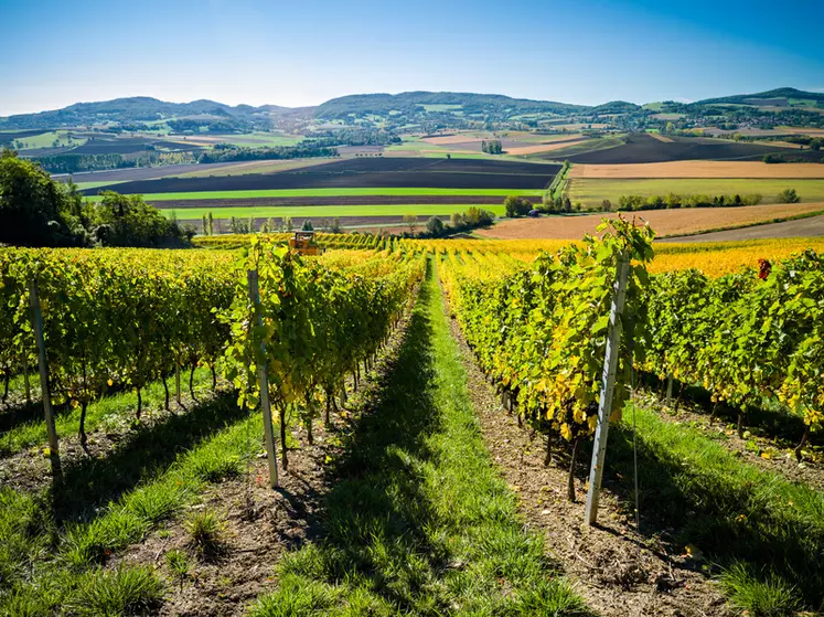 L'AOC côtes d'auvergne, créée en 2010, regroupe 26 vignerons indépendants et 1 cave coopérative sur 400 ha de vigne. C'est sous leur impulsion que le premier salon international des vins volcaniques a pu voir le jour. © Vinora