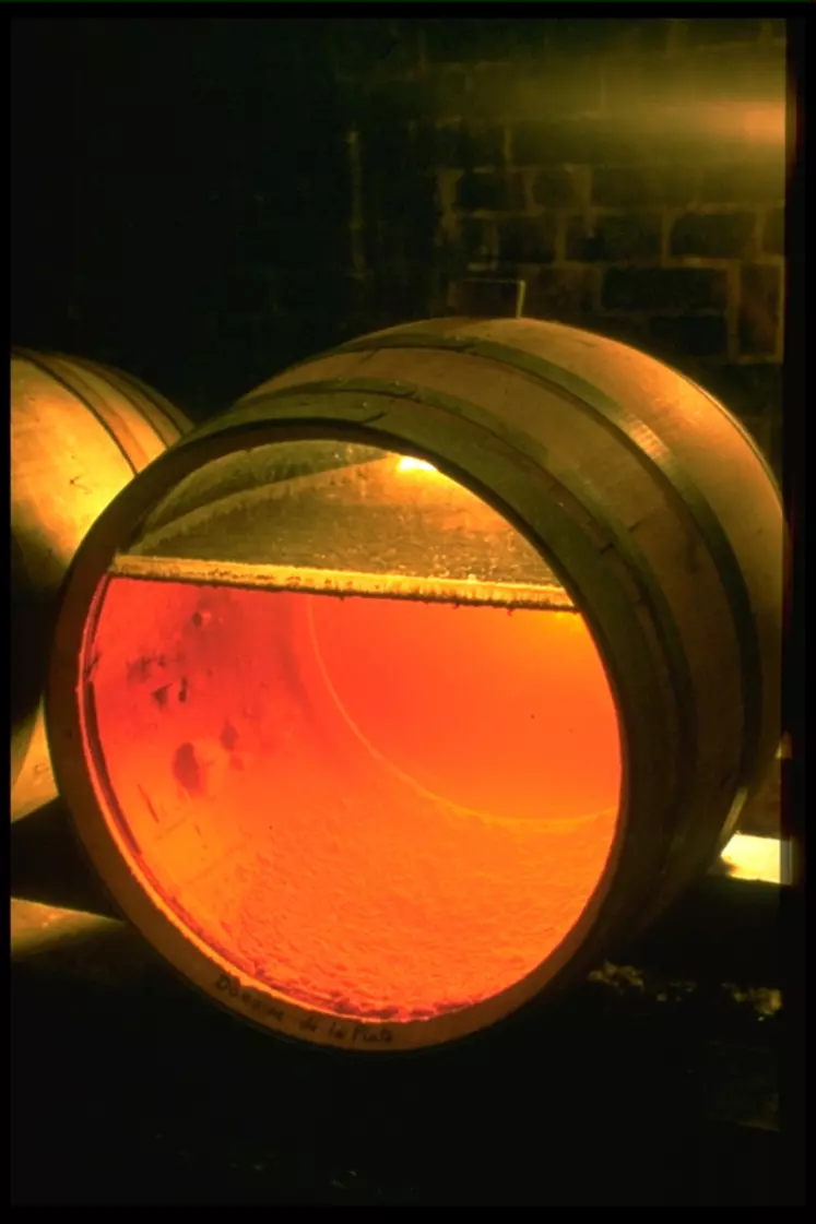 Les vins jaunes du Jura, tout comme les Jerez espagnols, sont élevés non ouillés sous un voile de levures, qui les protège des bactéries acétiques et leur confère une palette d’arômes particuliers de type noix, curry, cannelle, caramel, lacté... © Rouge Granit