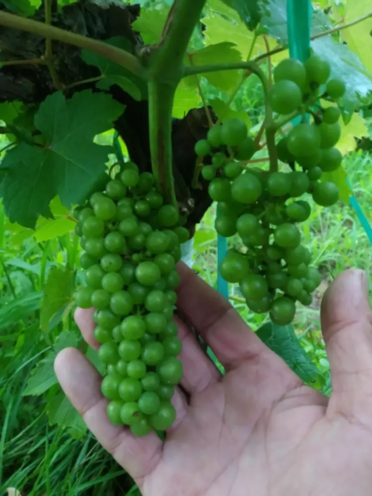 En deux récoltes, il est possible de produire des raisins de grande qualité à partir de plants surgreffés © J.-B. Dequesne