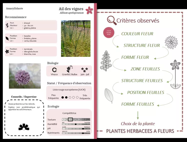 Le guide numérique Garance renseigne près de 250 espèces végétales présentes dans les vignes de Nouvelle-Aquitaine. © L. Boechat-Cazenave