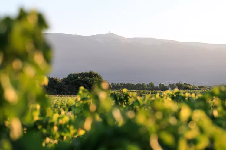 Les vignes de l'AOC ventoux pourraient monter de plus en plus haut sur les flancs de la montagne à la faveur du réchauffement climatique. © T. O'Brian