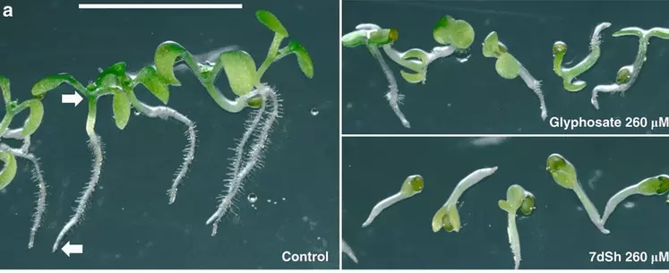 L'antimétabolite 7dSH, produit par une cyanobactérie, inhibe tout comme le glyphosate la voie de synthèse du shikimate. Et ainsi la croissance de ces semis. © Brilisauer, K., Rapp, J., ...
