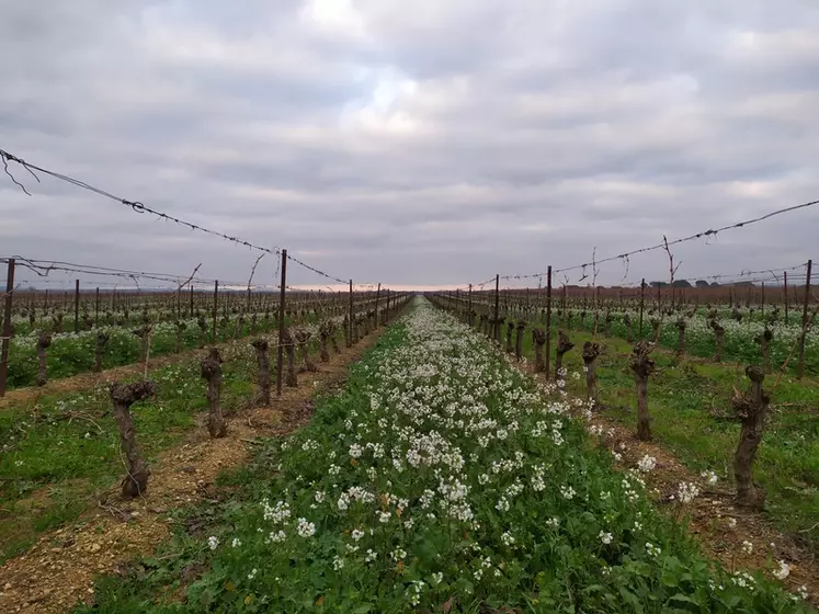 L'enquête sur les stratégies d'enherbement menée dans la région viticole du Languedoc-Roussillon en 2016 révèle que seule une minorité de viticulteurs sèment des espèces végétales dans l'interrang. © J. Gravé