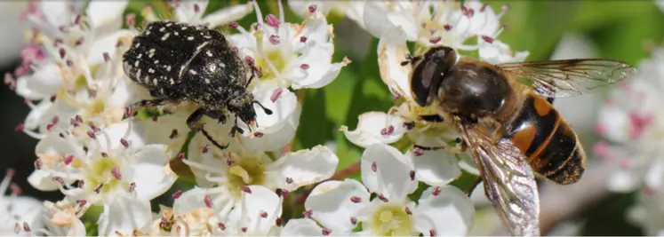 L'objectif de Spipoll n'est pas d'inventorier les insectes mais bien de comprendre leur rôle dans la pollinisation. Pour cela, il est demandé à chaque membre de photographier tout ce qu'ils observent.  © Prisca