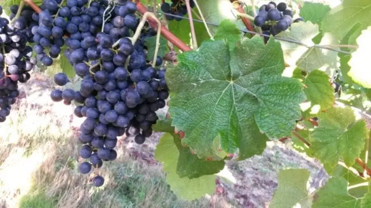 Redécouvert dans le vignoble pyrénéen, le cépage manseng noir permet de produire des vins moins alcoolisés.  © Plaimont