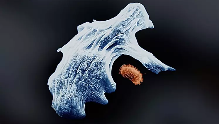 Les amibes sont des micro-organismes unicellulaires. L'une d'elle, Willaertia magna, pourrait bientôt devenir une substance active de lutte contre le mildiou, aux vues de résultats au champ prometteurs. © Amoéba