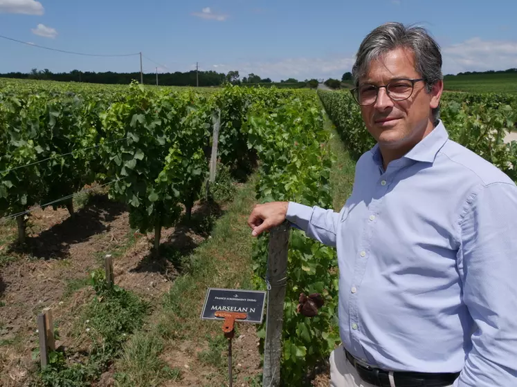 Arnaud Delaherche, responsable R&D des vignobles Magrez, est en charge de la collection de cépages de La Tour Carnet. Il espère identifier les mieux adaptés au climat de demain. © X. Delbecque
