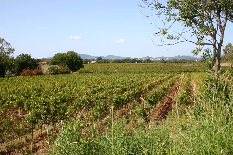 Domaine familial de 70 hectares de vignes, le Château des Bormettes a choisi de confier l'intégralité de son développement export à une agence spécialisée.   © C. Gerbod