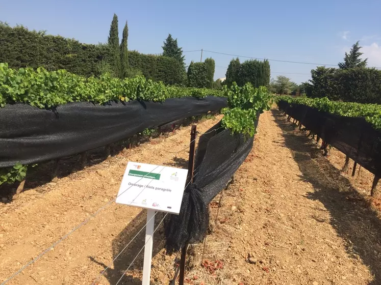 L'utilisation de filets d'ombrage pourrait être un levier à moyen terme pour s'adapter à la hausse des températures et le changement du profil des vins. © CA 84