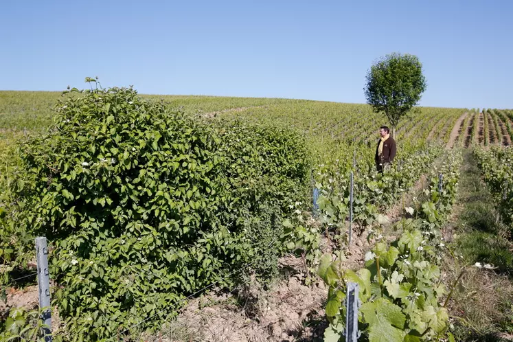 Au domaine Mouzon-Leroux & Fils, en Champagne, les arbres ont été introduits par étape, d'abord via l'implantation de haies, puis via l'introduction de diagonales d'arbustes au sein même de la parcelle. Construire progressivement son projet agroforestier est d'ailleurs ce que recommandent les experts. © J.-C Gutner