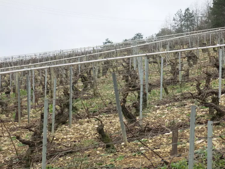 À Beine, dans le vignoble de Chablis le dispositif de lutte collective contre le gel par l'aspersion cumule 42 ans d'existence. Il concerne 30 vignerons et protège 100 hectares.  © C. Gerbod