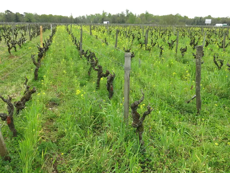 L'enherbement est un des leviers pour favoriser le stockage du carbone en viticulture.  © C. Gerbod