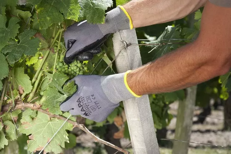 Depuis 2018, il est obligatoire d'avoir des gants de protection étanche sur la face inférieure pour travailler dans les vignes après le délai de réentrée. © Mapa