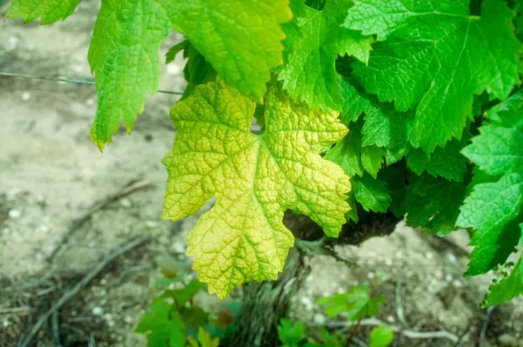 Il n'existe aucun gène de résistance au court-noué connu chez la vigne, et la maladie prend de l'ampleur dans le vignoble français. © Inrae