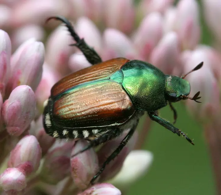 Lee touffes de soies blanches sur le pourtour de l’abdomen différencie le scarabée japonais adulte des autres coléoptères présents en France. © D. Cappaert/MSU