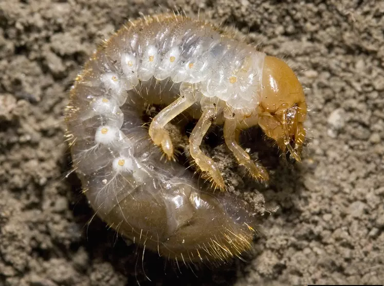 La larve de hanneton japonais possède une rangée d’épines sur la face ventrale du dernier segment abdominal. © D. Cappaert/MSU