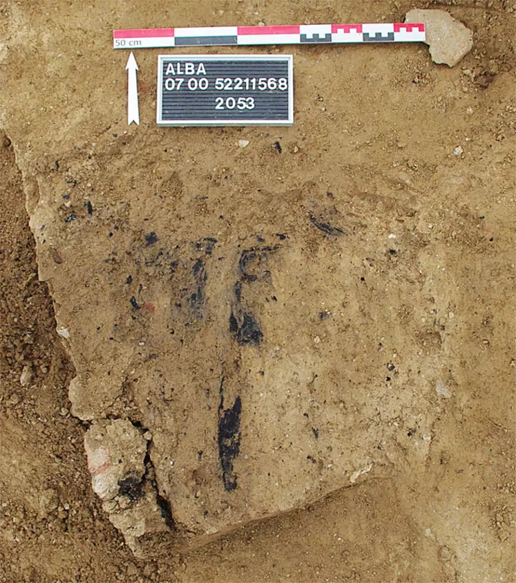 Les fouilles d'Alba-la-Romaine ont exhumé une trentaine de ceps de vigne carbonisés. Leur analyse a révélé la coexistence de vignes sauvages et domestiquées.   © Inrap