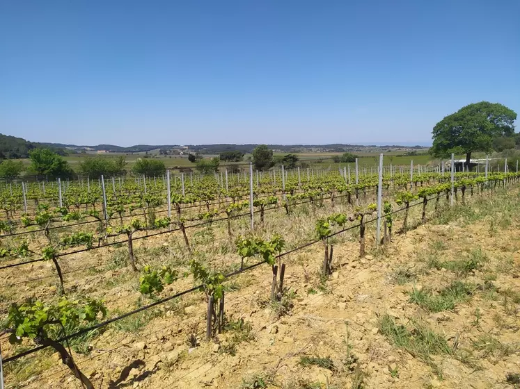 Sur les terroirs bien valorisés, comme ici en AOC la clape, dans l'Aude, l'enjeu est d'apporter la juste dose d'eau pour ne pas dégrader le potentiel organoleptique des vins, notamment des rouges. Vintel permet cela en modélisant la disponibilité en eau dans le sol à l'instant T et à J+5. © J. Gravé