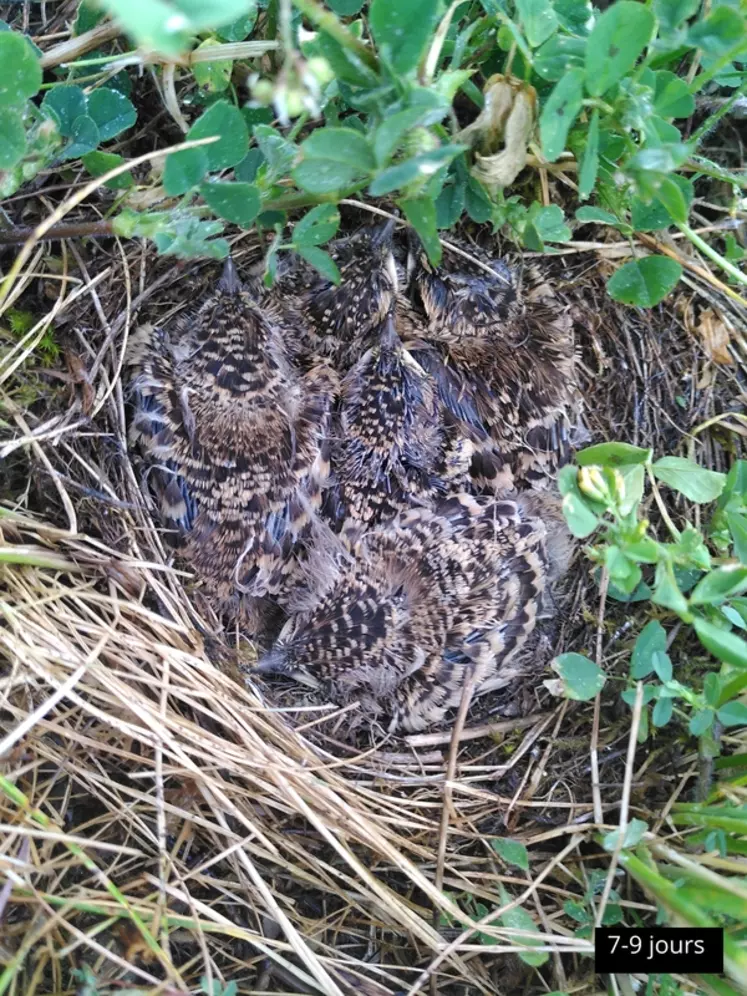 Les nids d'oiseaux